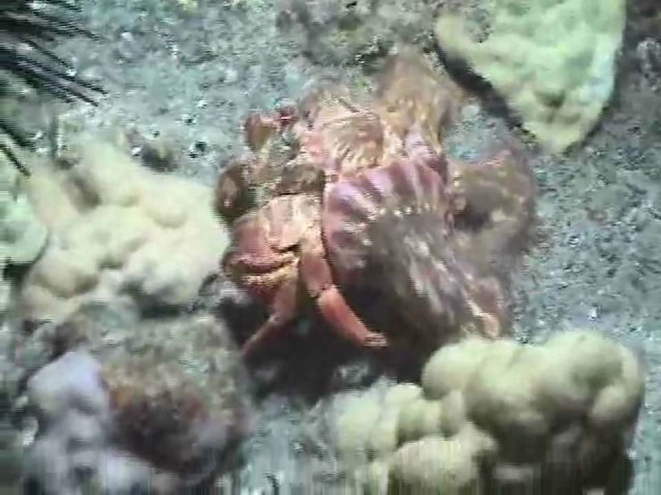 Kona Classic 2008 2nd place