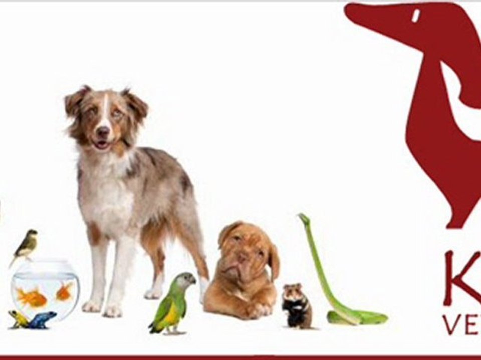 www.tierarzt-mallorca.es | Tierklinik Kami Veterinaria | Palma Mallorca | Llucmajor