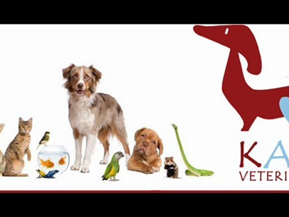 www.tierarzt-mallorca.es | Tierklinik Kami Veterinaria | Palma Mallorca | Llucmajor