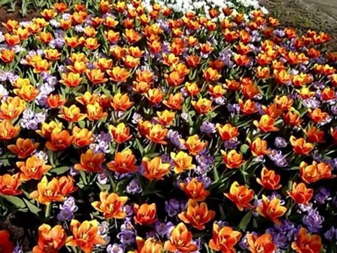 A cor e a beleza das tulipas