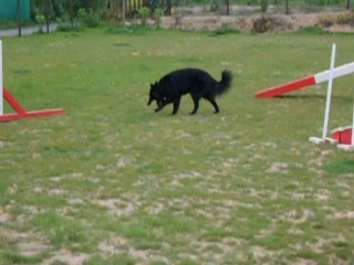 2009 Début de Diwitch Agility 3