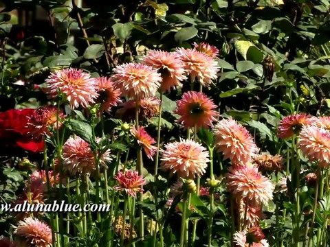 HD Stock Video - Blooms 03 clip 02 - Video Backgrounds