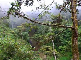 Foret tropicale Batad