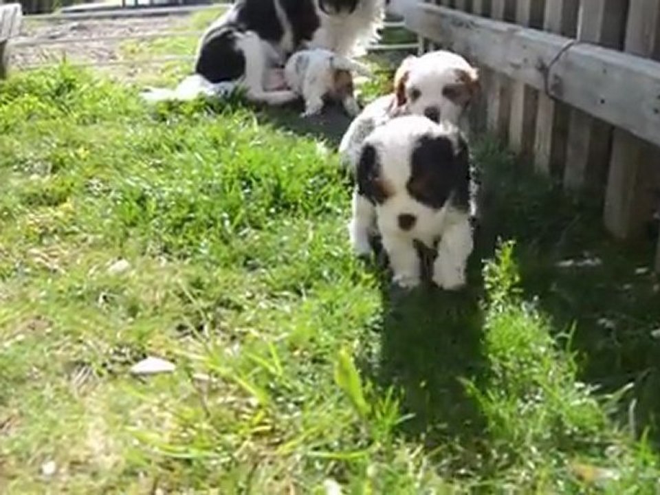 1ere sortie 22/03/2012 HAIM HARLEY HEIDI DU CERISIER DE LA TARENTELLE