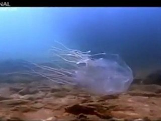 Posiblemente, los 12 animales más peligrosos - 4 7