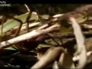 Posiblemente, los 12 animales más peligrosos - 5 7