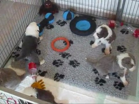 BB Bearded Collie d'Aramis à 1 mois (2012)