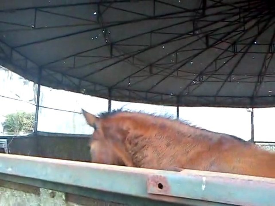 cheval avec Charlène (6)