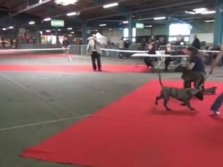 REGIONALE D'ELEVAGE CAMILA 2012 - classe baby et puppy