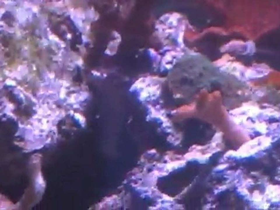 Récifal 400 litres 22 mars 2012