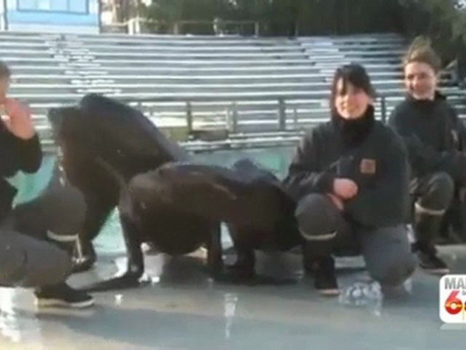 Manue avec ses otaries