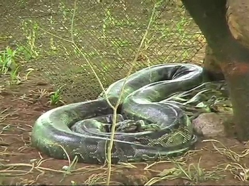zoo