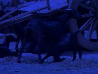 Vaidehi Kathirunthai - Raasaathi Unna | Illayaraja Hits