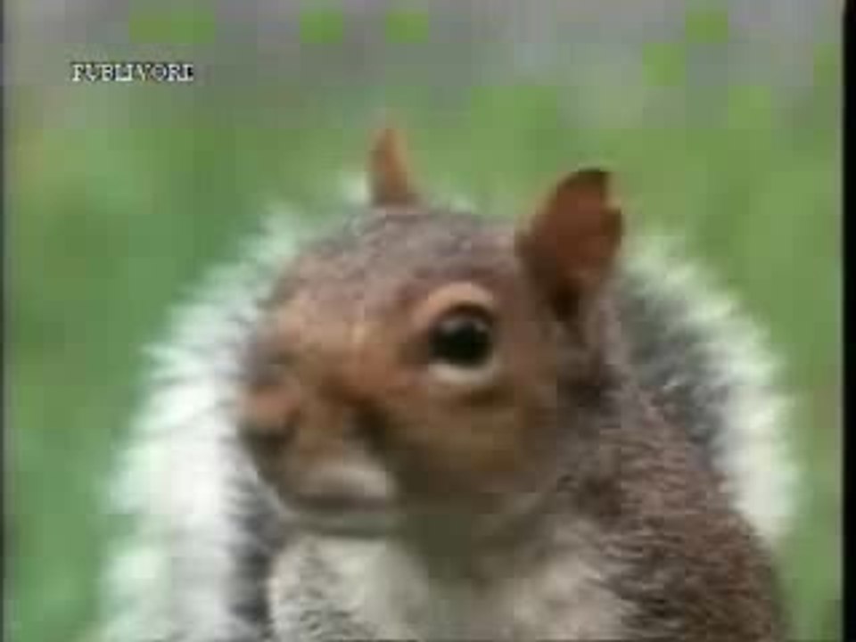 UN ECUREUIL  AU PARCOURS