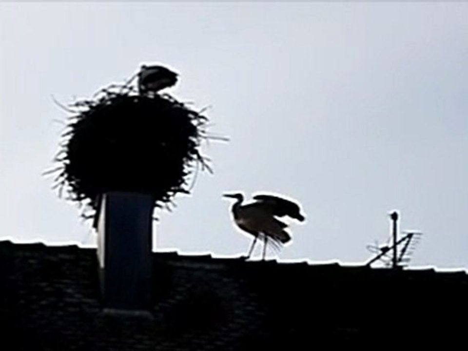 L'équilibriste - V mp4