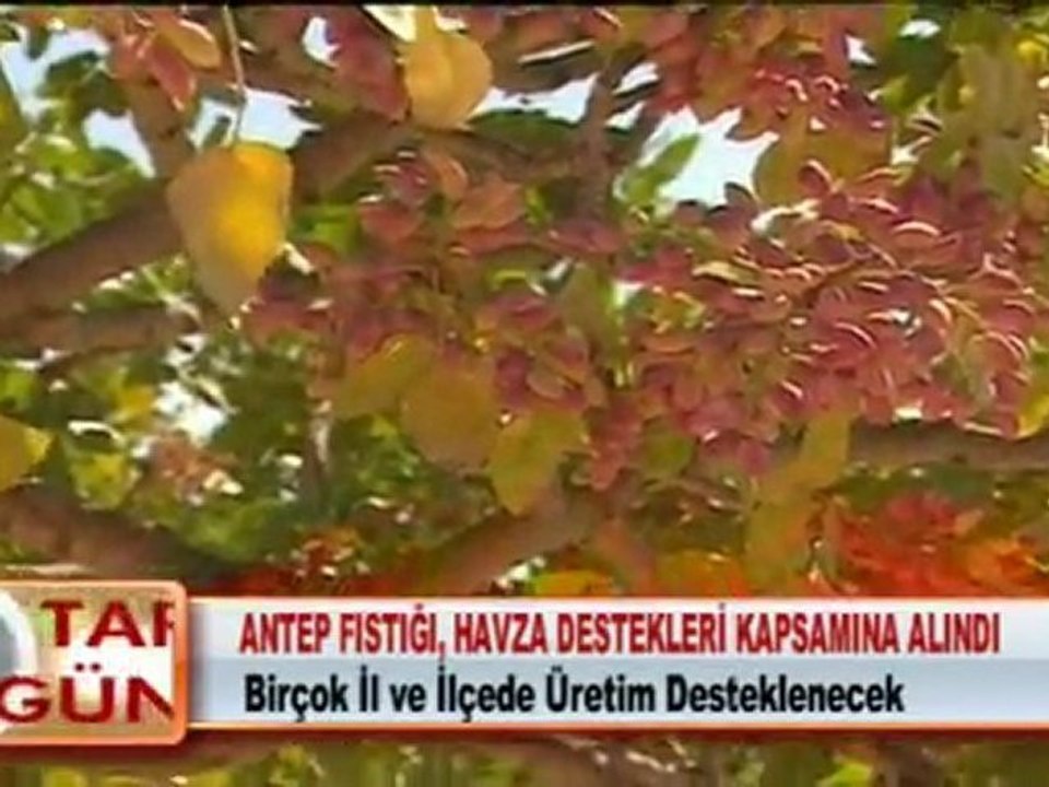 ANTEP FISTIĞI, HAVZA DESTEKLERİ İÇİNE ALINDI 15.03.2012