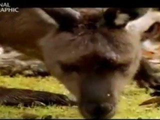 Posiblemente, los 12 animales más peligrosos - 7 7