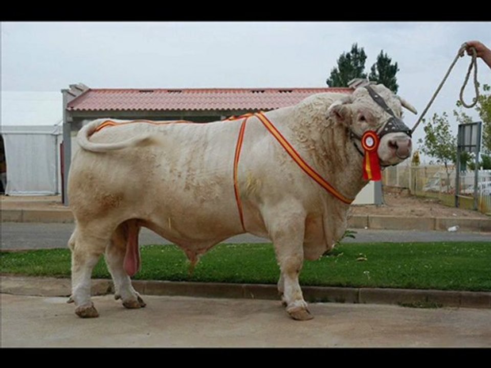 AVRUPADAN İTHAL GEBE DÜVE www.kayalardanismanlik.com