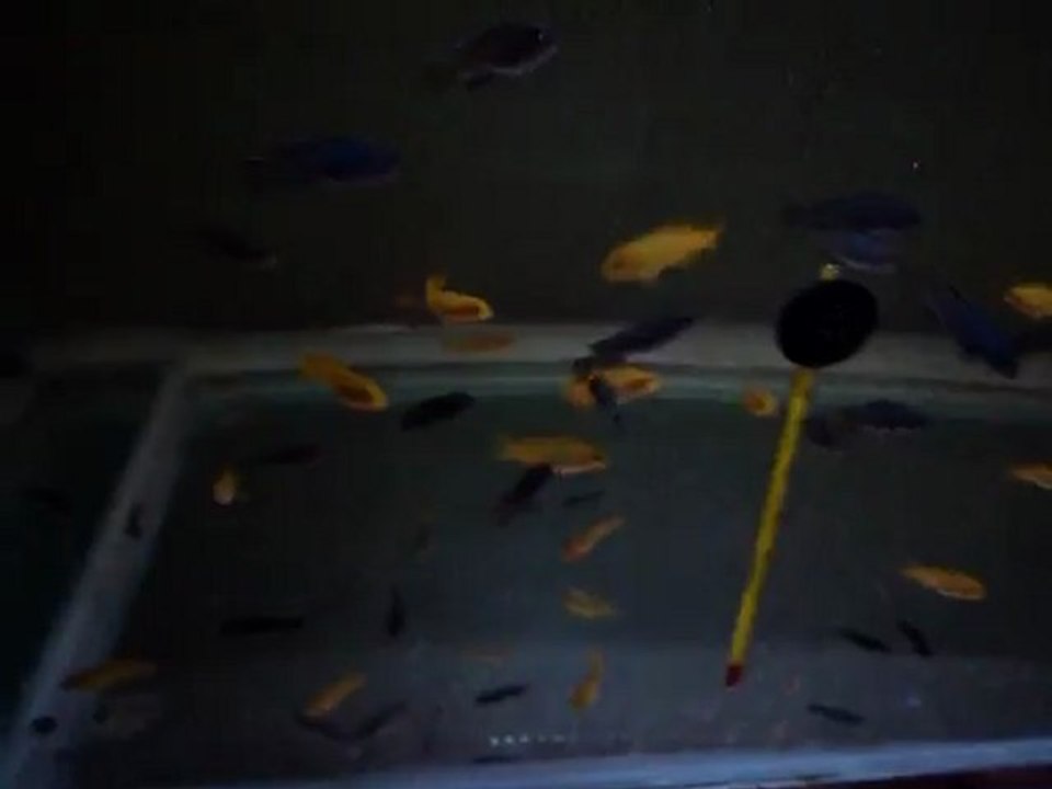 Mpanga-saulosi coral red yavrularım