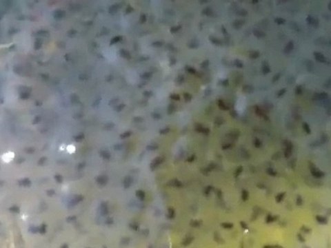 ZOOM0011 (2)oeufs de grenouilles ..évolution..