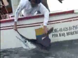 Galapagos Striped Marlin