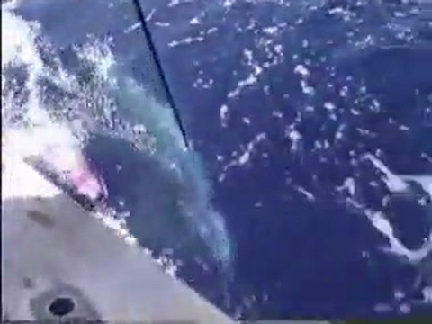 Hawaii Fishing Videos-Kona-Humdinger-Jeff Fay