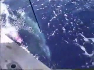 Hawaii Fishing Videos-Kona-Humdinger-Jeff Fay