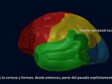 Cerebro adolescente: Memoria y creatividad