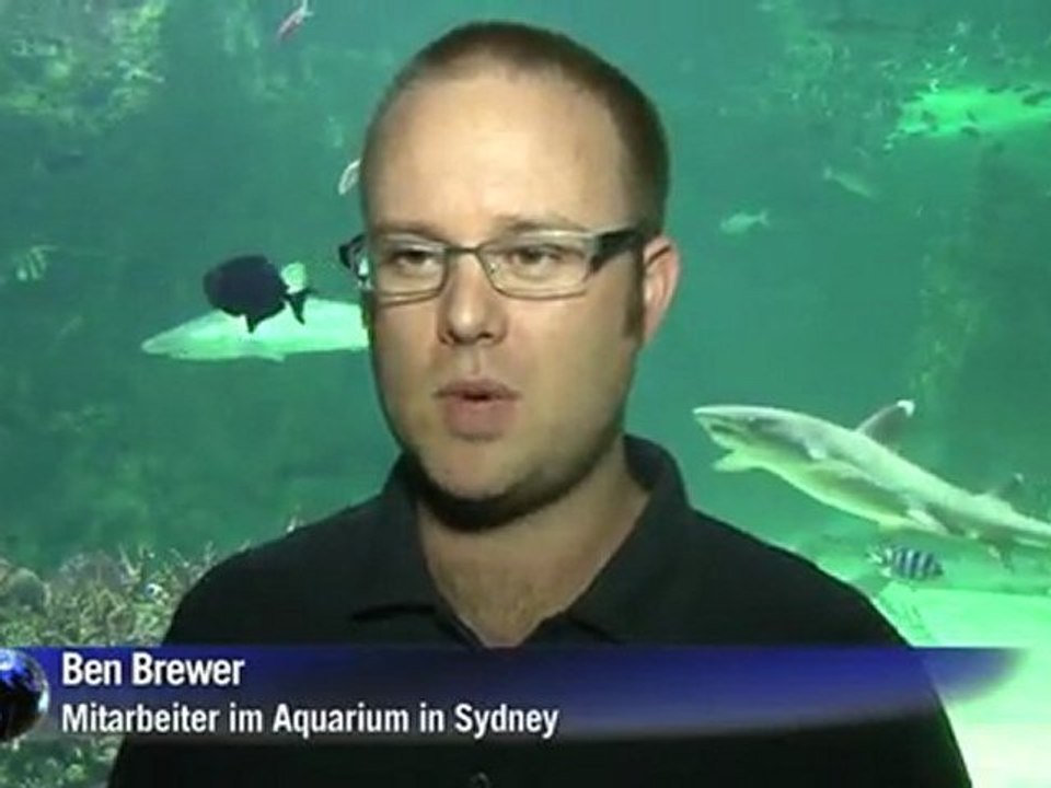 Angst vor serienkiller-hai in australien