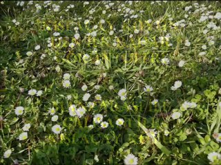 Kışlaçay Köyü Bahar Manzaraları