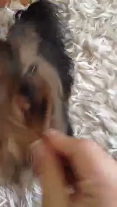 Lucas çok tatlısın