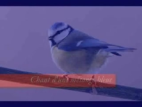Chants d'oiseaux