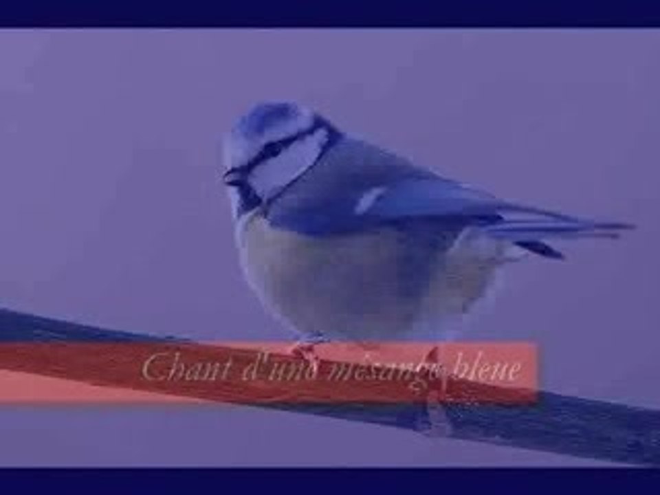 Chants d'oiseaux