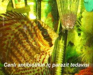 DİSCUS ÇALIŞMALARIM