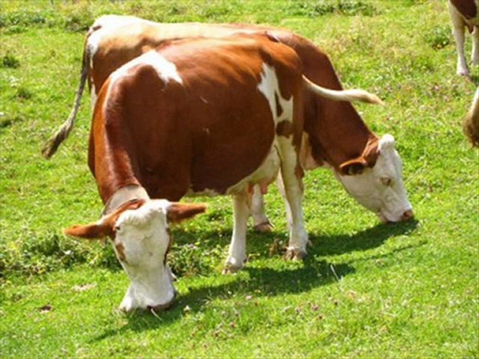 Satılık İthal Hayvan Satılık İthal Hayvan Temini Satılık ..KAYALAR