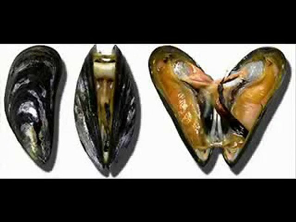 C'est la moule (version 2)