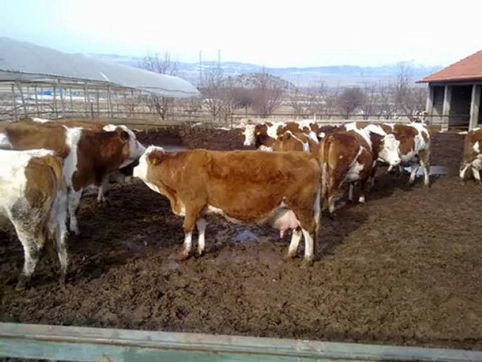 AVRUPADAN İTHAL GEBE DÜVE www.kayalardanismanlik.com