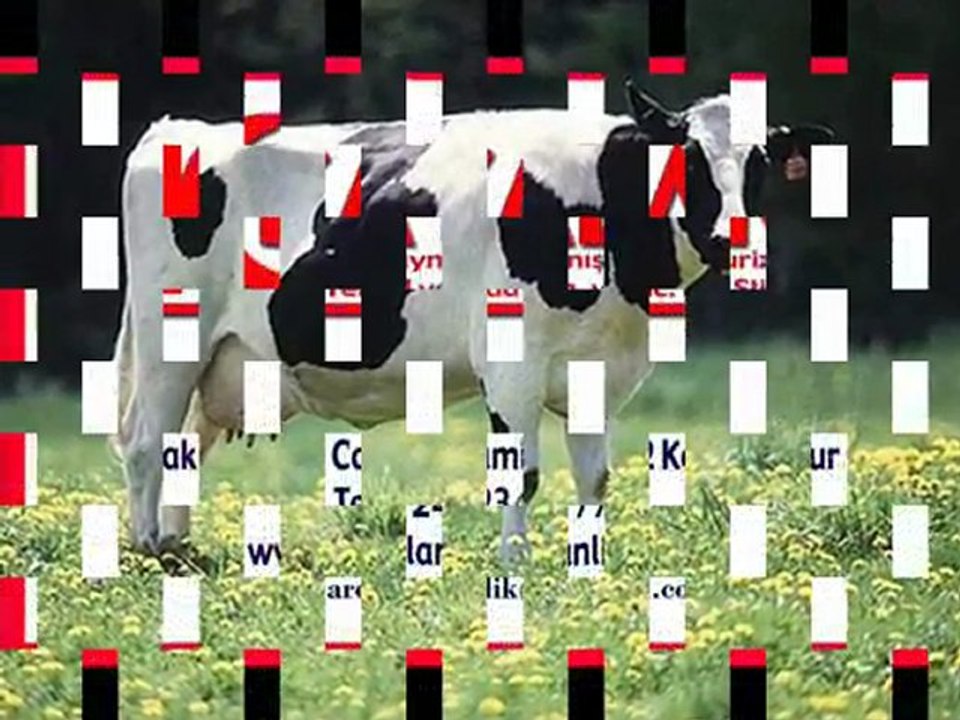 AVRUPADAN İTHAL GEBE DÜVE www.kayalardanismanlik.com