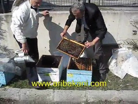 koloni aktarımı, bahar bakımı, arıcılık videosu