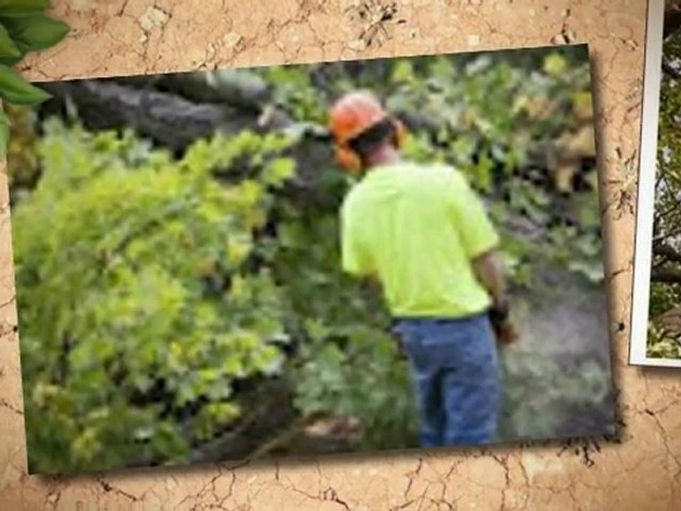 Muller's Tree Service - (209) 524-3462