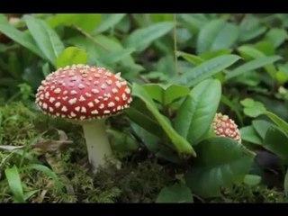 Hırçın Bir Dere "Fırtına" [Fragman] - Yönetmen : Coşkun Oğuz NAMLI