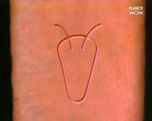 Mesopotamie  Les origines de notre civilisation.