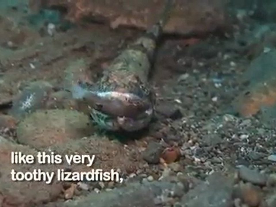 The Toby and the Lizardfish