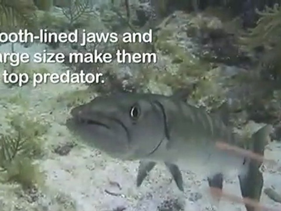 Scuba Diving - Dressed to Kill