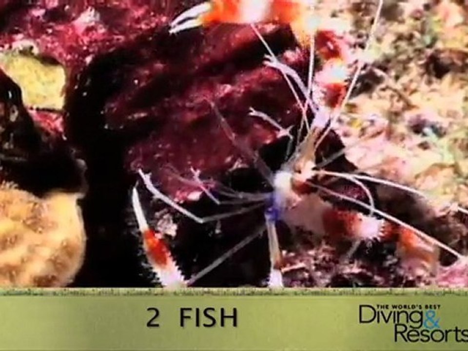 World's Best Diving & Resorts: Bonaire