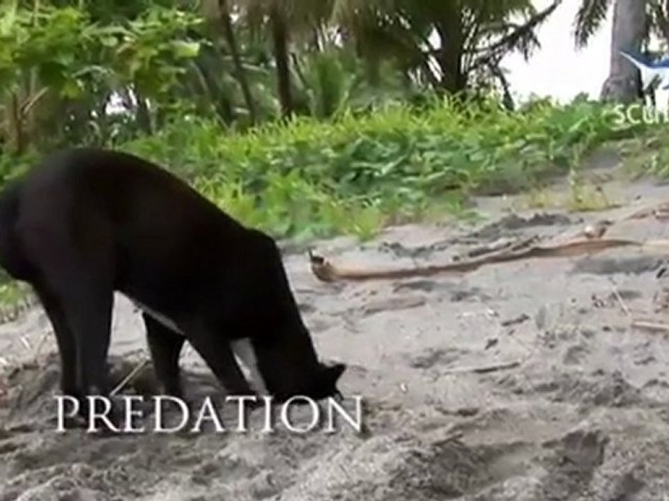 Leatherbacks