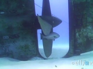 The Kittiwake's new resident: Goliath grouper