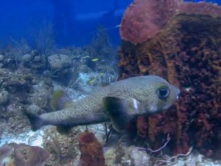 Diving