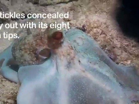 Critter Hunt: Night Prowler