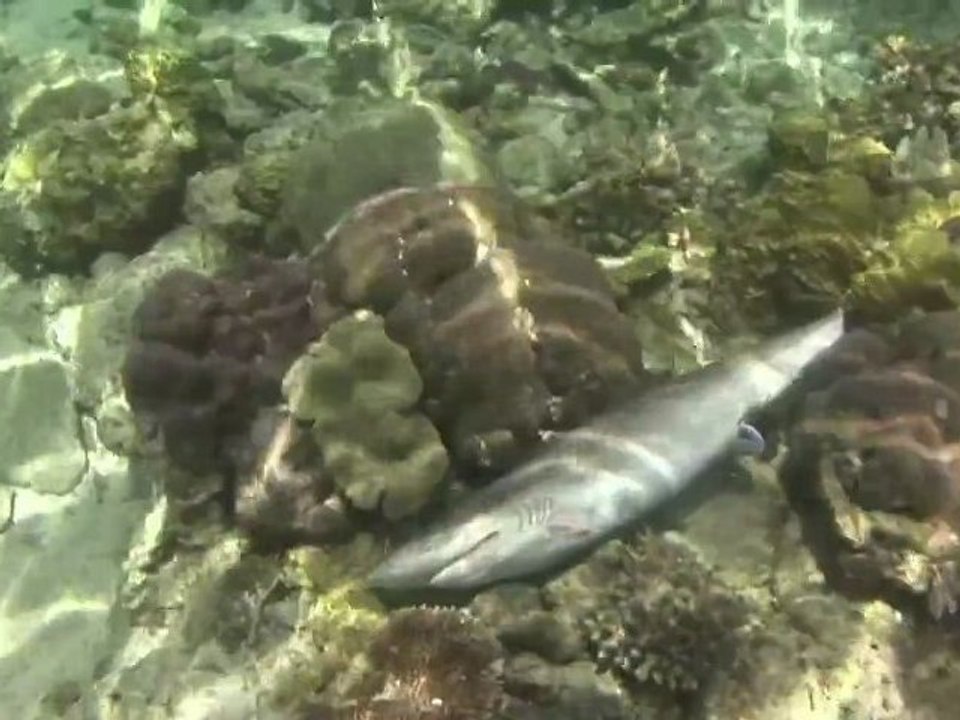 Reefs End